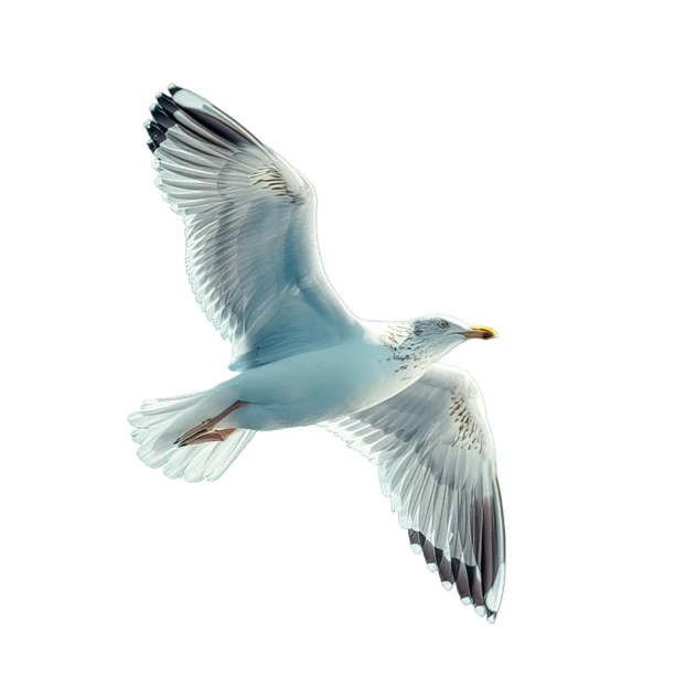 Seagull flying with spread wings isolated on white background