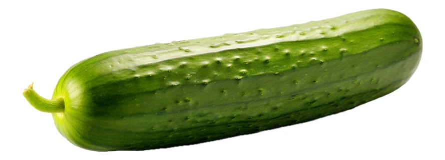 Single whole fresh green cucumber isolated on white background
