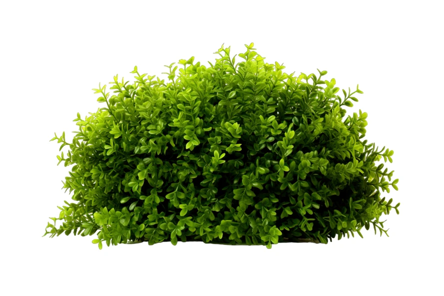 Lush green decorative bush isolated on white background