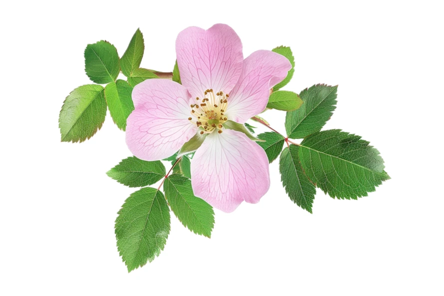 Single pink wild rose flower isolated on white background