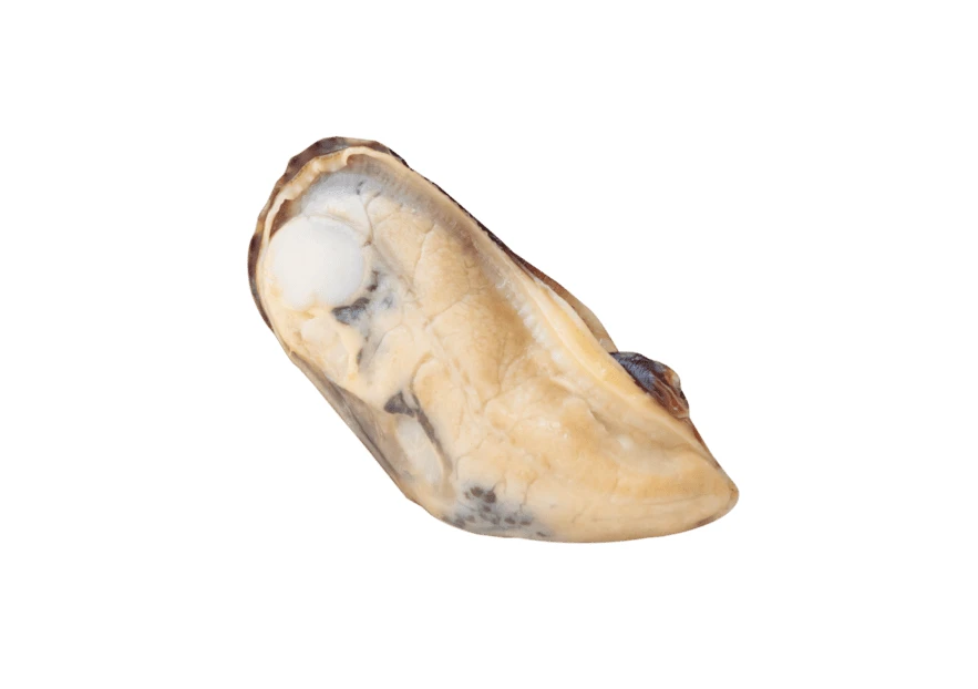 Single cooked mussel meat isolated on white background