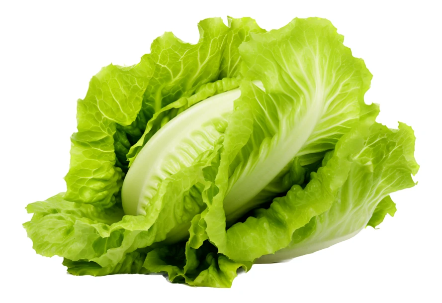 Fresh green leaf lettuce head isolated on white background