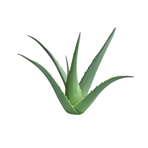 Fresh aloe vera plant isolated on white background