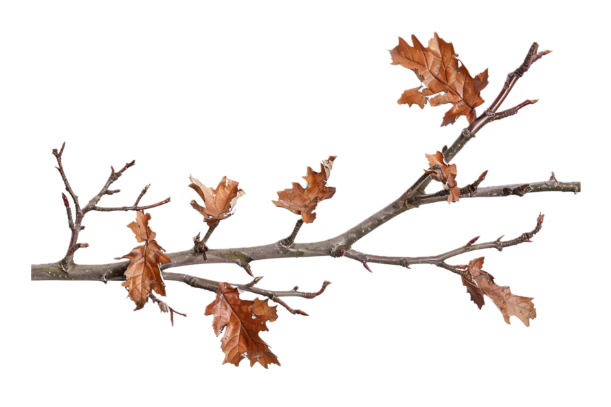 Dry oak branch with brown leaves isolated on white