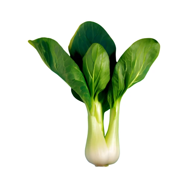 Fresh bok choy vegetable isolated on white background