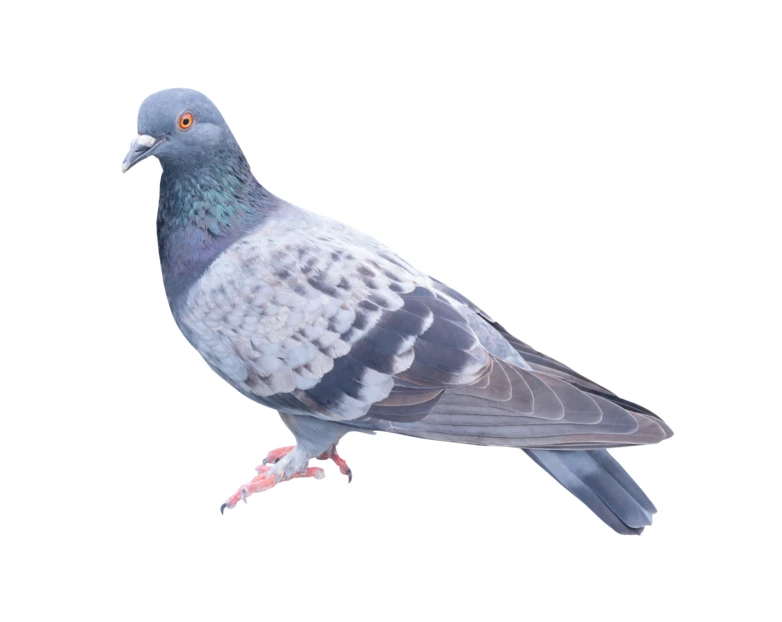 Common rock pigeon isolated on a white background