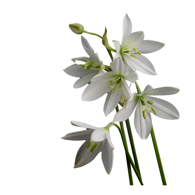 White Amazon lily flowers isolated on white background
