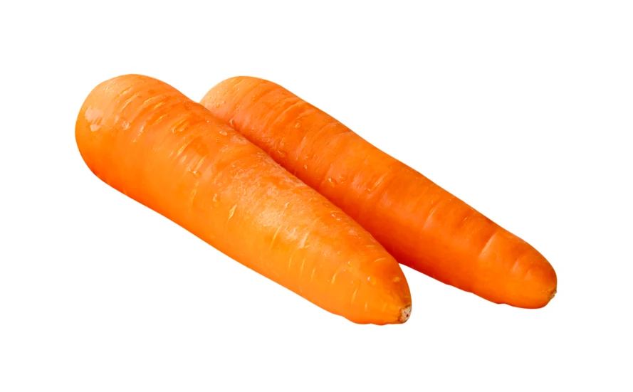 Two fresh orange carrots isolated on a white background