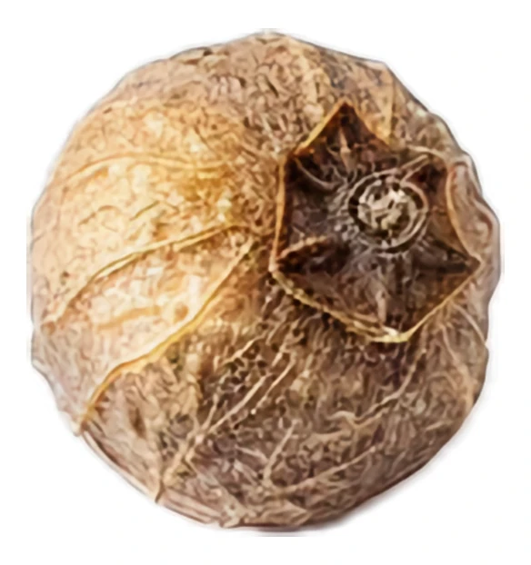 Dried brown fibrous seed pod isolated on white background