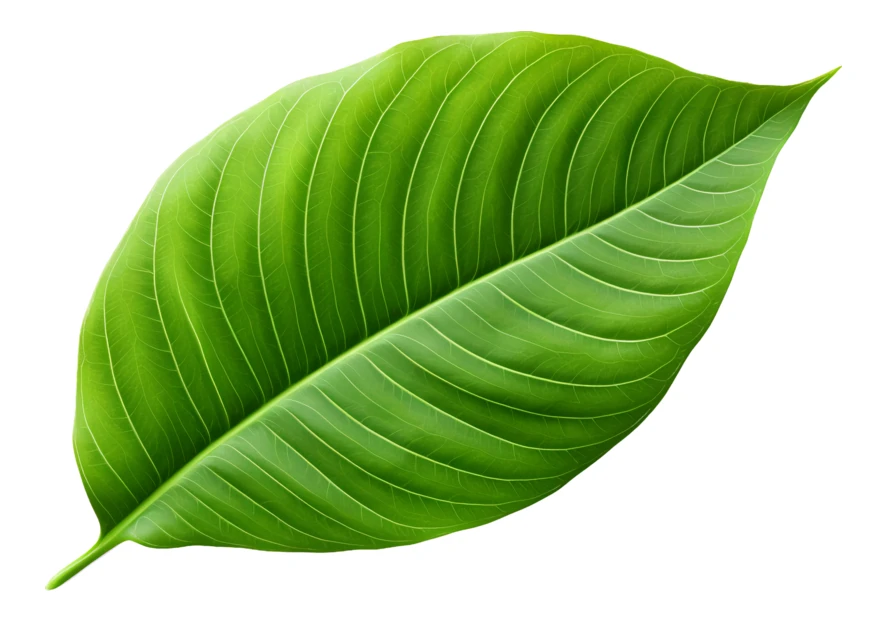 Single green tropical leaf isolated on white background