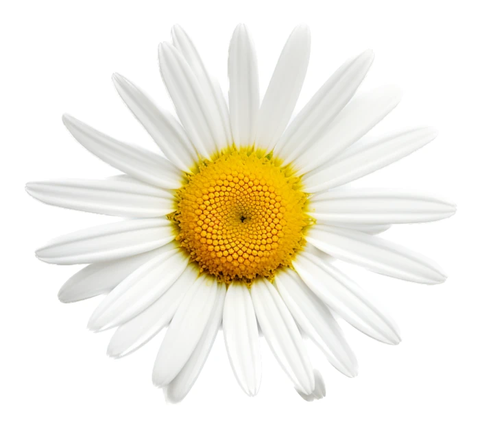 Single white daisy flower isolated on white background