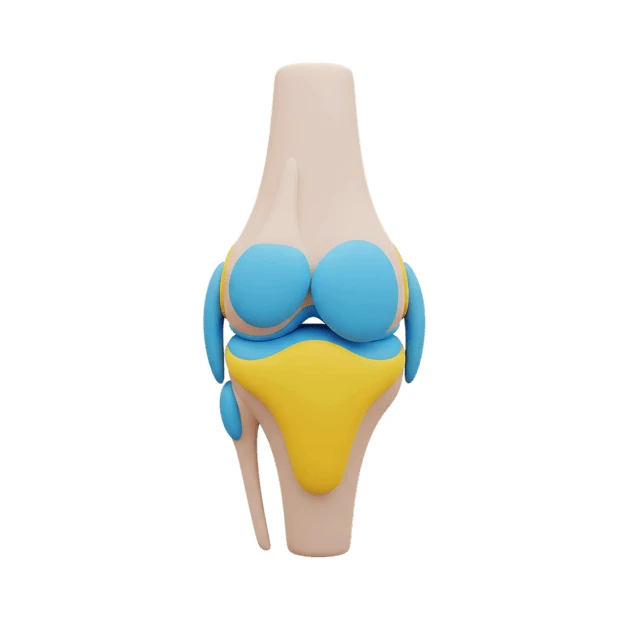 3D stylized medical illustration of a human knee joint