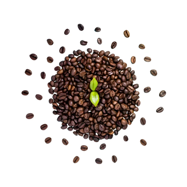 Roasted coffee beans with a green sprout on white background
