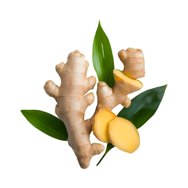 Fresh ginger root with slices and leaves isolated on white