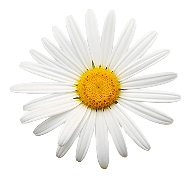 Top view of a white daisy flower isolated on white