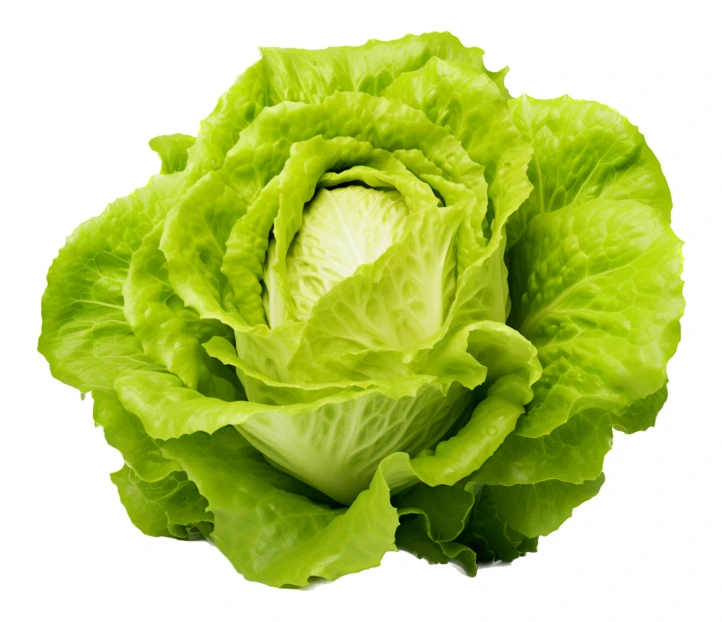 Fresh head of green lettuce isolated on white background