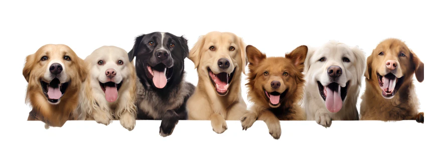 Group of diverse happy dogs peeking over white border