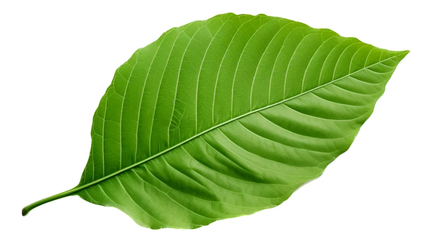 Fresh green Kratom leaf isolated on white background