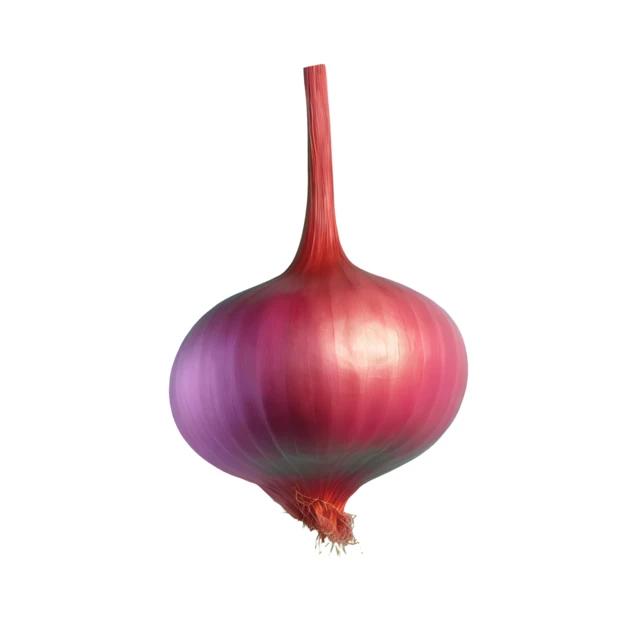 Single red onion isolated on white background