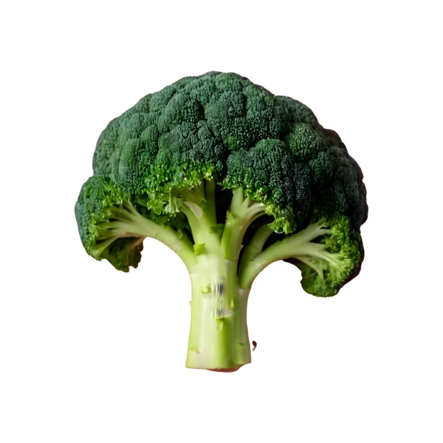 Fresh green broccoli head isolated on white background