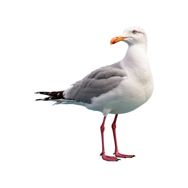 Adult seagull bird isolated on white background