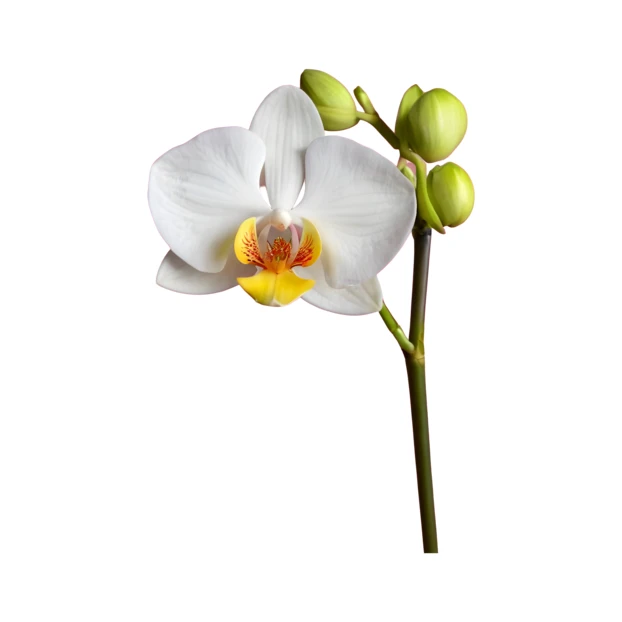 Single white phalaenopsis orchid with green buds on white background