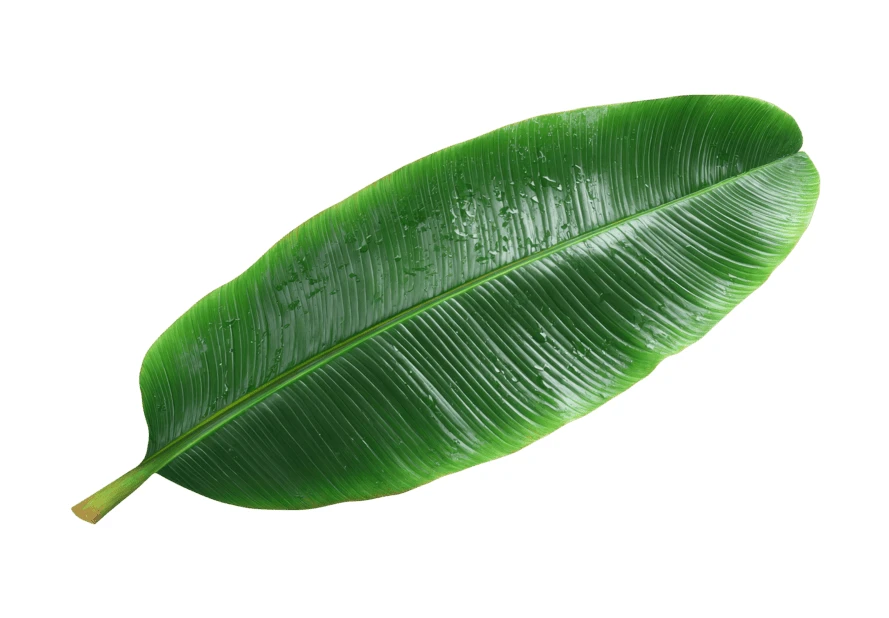 Fresh green banana leaf with water drops on white background