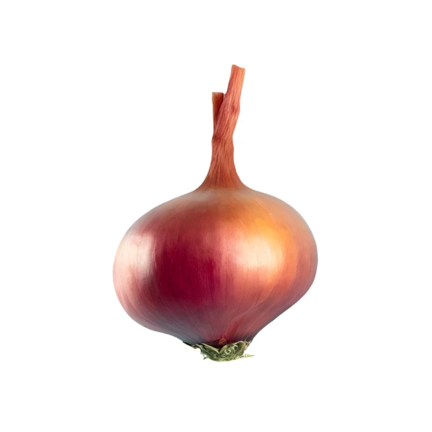 Single whole red onion isolated on white background