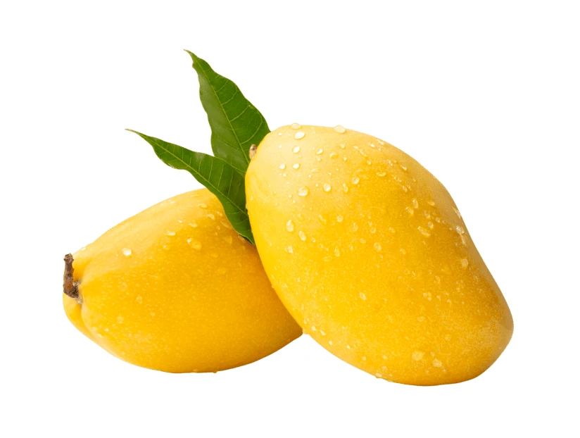 Two fresh yellow mangoes with water drops and green leaves