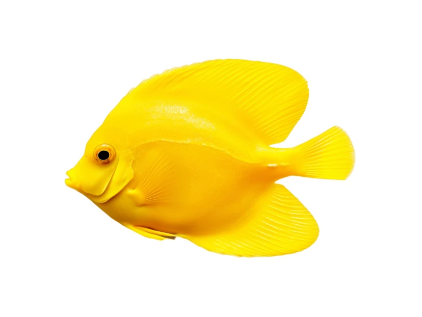 Vibrant yellow tang fish isolated on white background