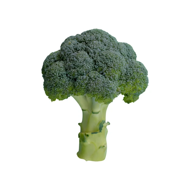 Fresh green broccoli head isolated on white background