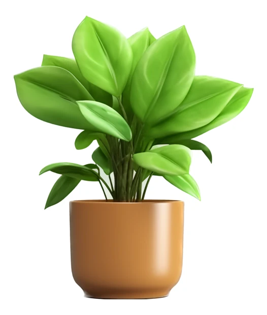 Green houseplant in a ceramic pot isolated on white background