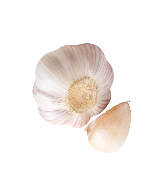 Whole garlic bulb and single clove isolated on white background