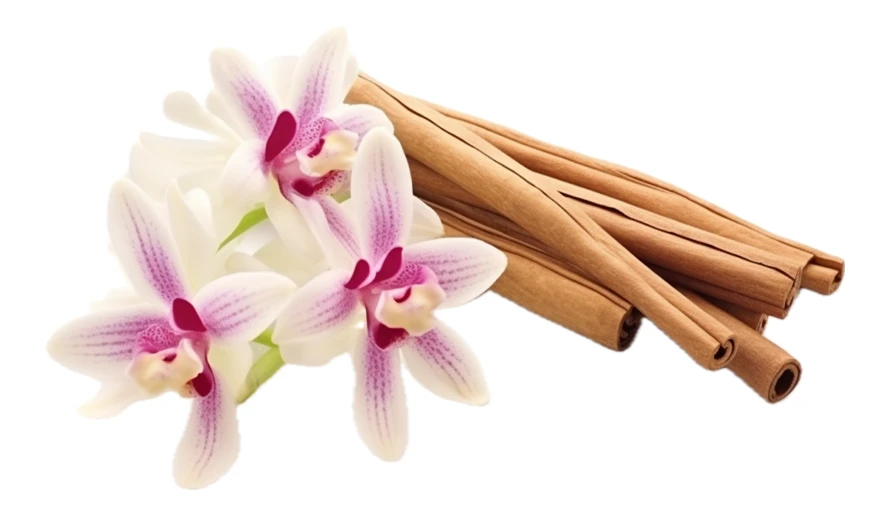 Fresh orchid flowers and cinnamon sticks isolated on white background