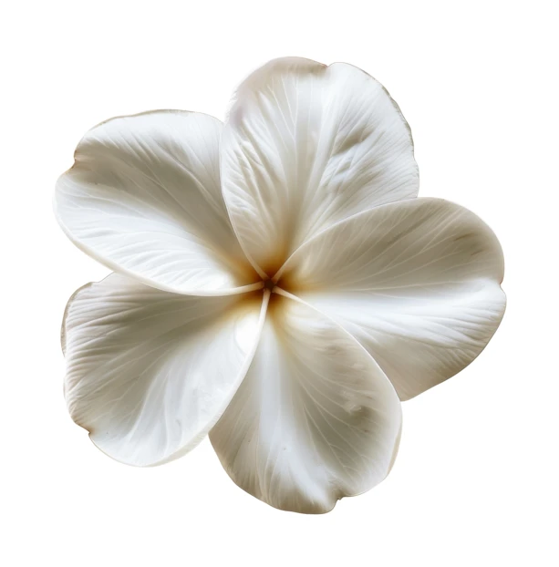 Single white plumeria flower isolated on white background