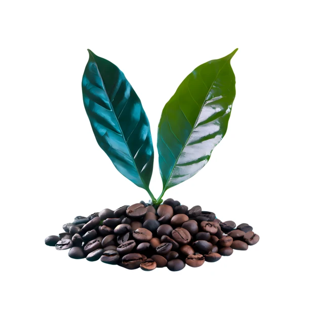 Green coffee plant leaves growing from roasted coffee beans