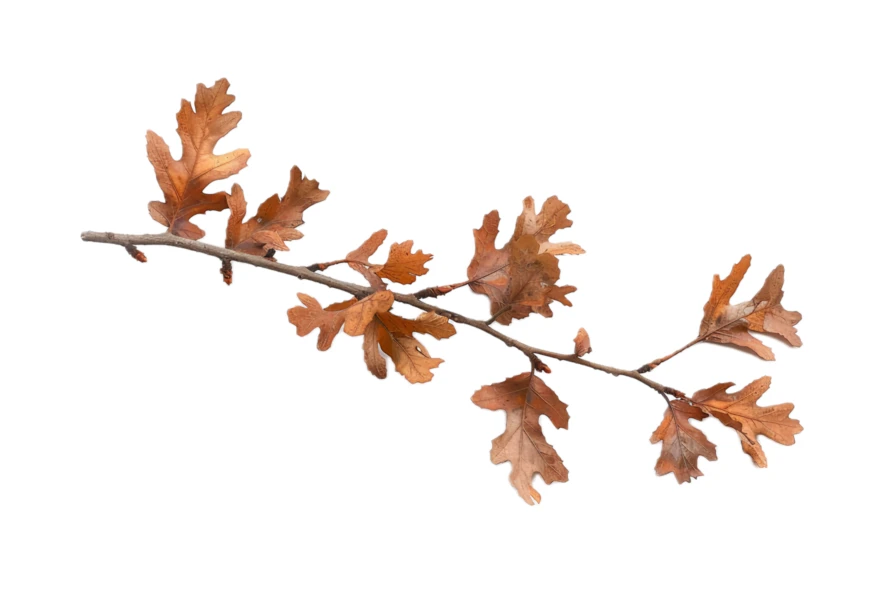 Dry brown oak leaves on branch isolated on white background