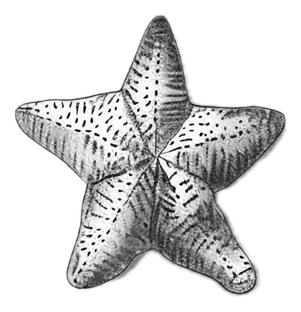Black and white hand-drawn illustration of a textured starfish