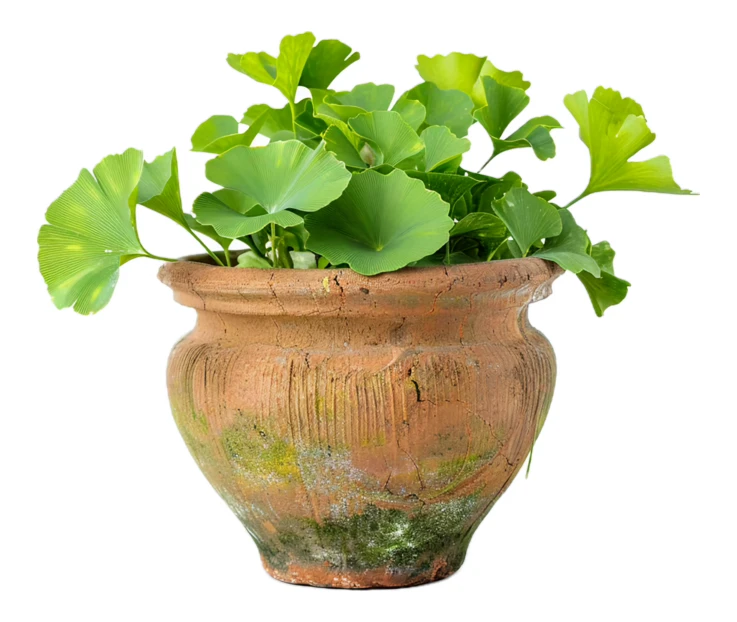 Ginkgo biloba plant in a weathered terracotta pot isolated