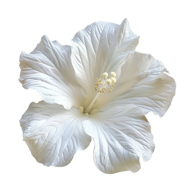 Single white hibiscus flower isolated on white background