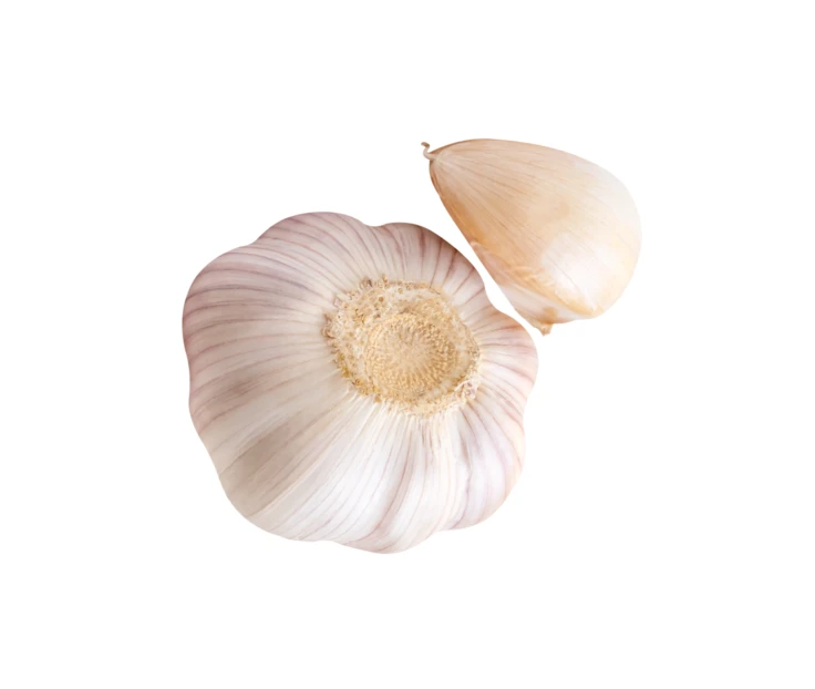 Fresh garlic bulb and single clove isolated on white background