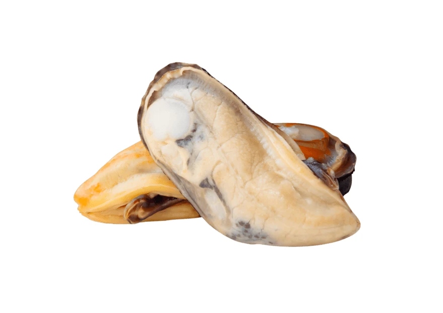 Fresh cooked mussel meat isolated on white background