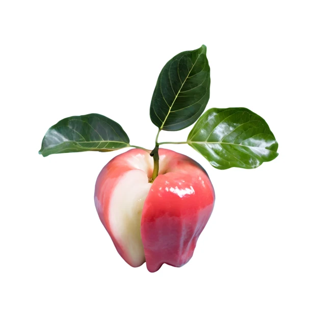 Fresh wax apple with green leaves isolated on white background