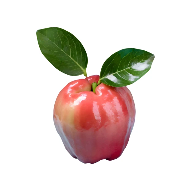 Single fresh rose apple with leaves isolated on white background