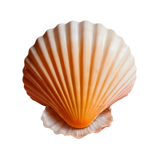 Single peach colored scallop shell isolated on white background