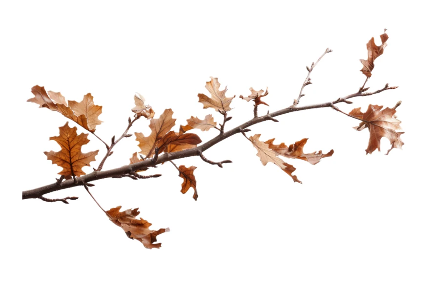 Dried oak tree branch with brown leaves isolated on white