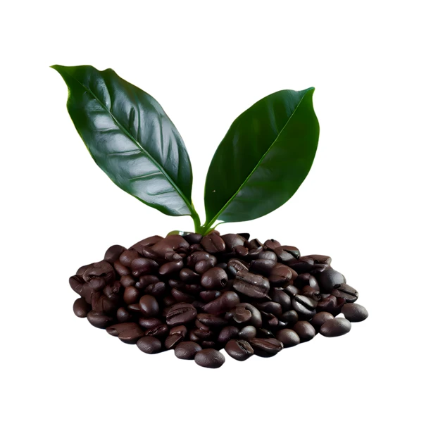 Roasted coffee beans with fresh green leaves isolated on white