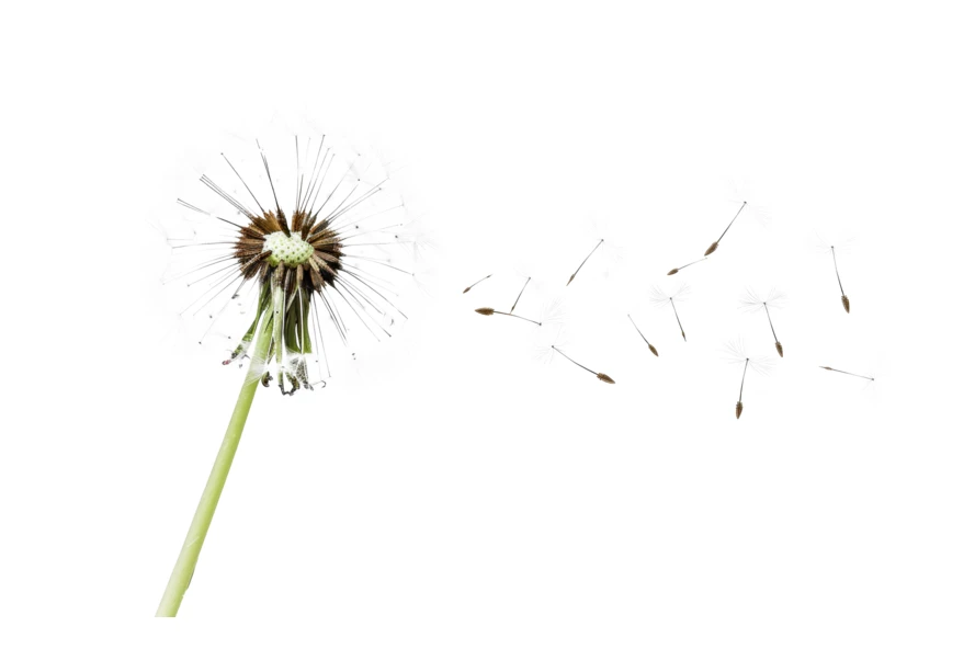Dandelion seeds blowing in the wind isolated on white