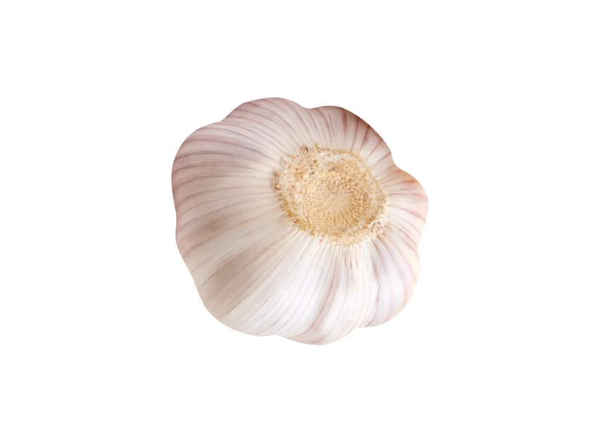 Whole fresh garlic bulb isolated on white background
