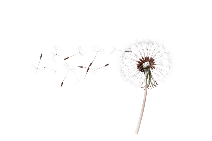 Dandelion clock with seeds blowing away on white background